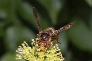 Hornet (Vespa crabro)