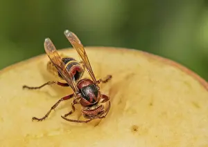 Hornet Vespa Crabro'<br> Hornet Vespa Crabro