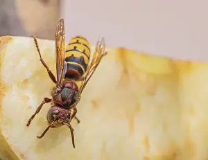 Hornet Vespa Crabro'<br> Hornet Vespa Crabro