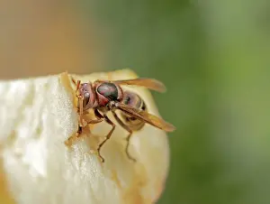 Hornet Vespa Crabro'<br> Hornet Vespa Crabro