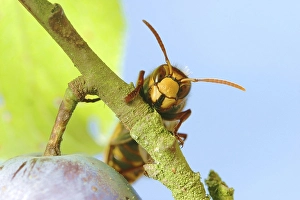 Hornet (Vespa crabro) in a plum tree