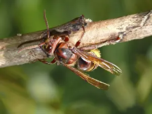 Hornet, vespa, vespa crabro, insect