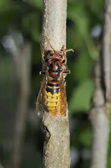 Hornet, wasp, vespa crabro, vespa