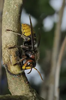 Hornet, wasp, vespa crabro, vespa