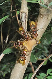 Hornet, wasp, vespa crabro, vespa