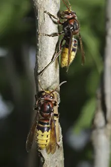 Hornet, wasp, vespa crabro, vespa