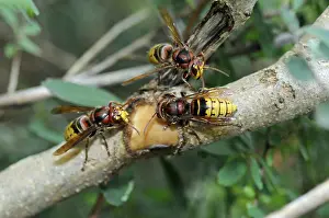 Hornet, wasp, vespa crabro, vespa