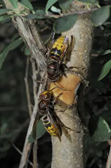 Hornet, wasp, vespa crabro, vespa