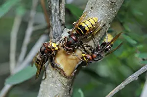 Hornet, wasp, vespa crabro, vespa