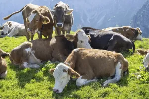 Category Wildlife DE Prints: Hornless Allgau cows, Alpine pasture landscape near Pfronten