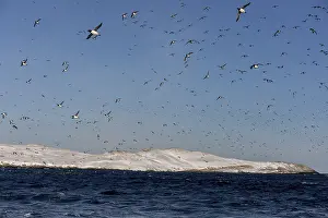 Hornoya, Hornoya, bird island, bird rock