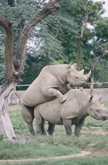 Two Horns Rhinoceros Mating (Rhinoceros unicornis)