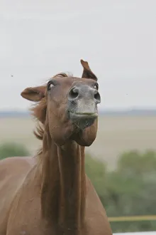Horse annoyed by a fly