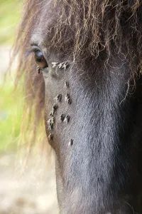 Horse with annoying flies around the eye