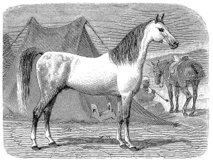 Horse breed, Arabian horse, Arabian