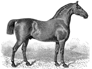 Horse breed, Oldenburg horse, Historic