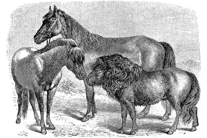 Horse breed, Swedish pony, Shetland pony