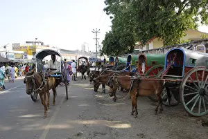 Horse carts, Jatkas in Palani town