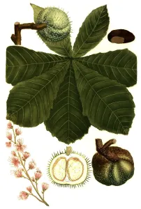 Horse-chestnut (Aesculus hippocastanum)