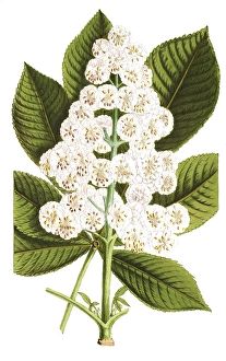Horse chestnut, Aesculus hippocastanum, plant and flower, digitally reworked reproduction of an original from the 19th century