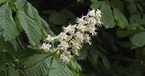 Horse Chestnut (aesculus hippocastanum)