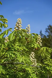 Horse chestnut (Aesculus hippocastanum) flowers blooming in the hunts by Turn and Taxis in early summer near Regensburg