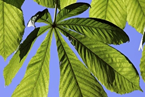 Horse chestnut - green leaves in spring (Aesculus hippocastanum)