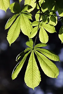 Horse chestnut - green leaves in spring (Aesculus hippocastanum)