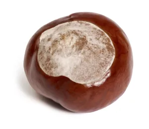 Horse chestnut in white back