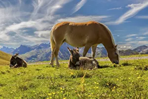 Framed Print : A horse and two donkeys relax on a blooming meadow against a mountain backdrop
