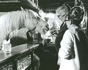 Horse drinks at a pub, England, Great Britain