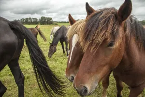 Horse (Equus ferus caballus)