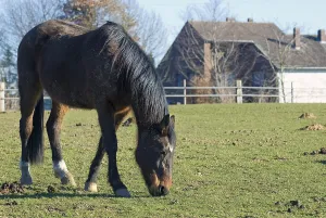 Horse on a farm