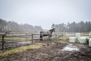 Horse behind a fence on a muddy field at a farm