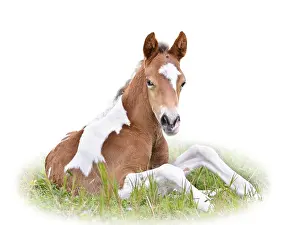 Horse foal are brown resting in grass on white background