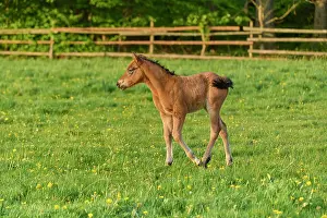 Horse, foal on the pasture in spring