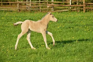 Horse, foal running on pasture in spring