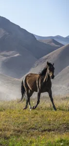 Horse galloping over a hill, mountains behind