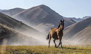 Horse galloping over a hill and raising dust