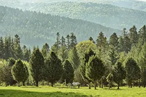Horse grazes on the lawn near the forest Busteni