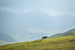 Horse grazing in mountains, dusk mountain background