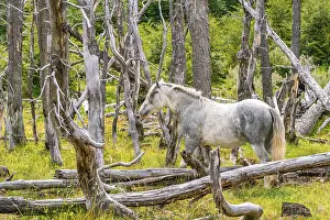 Horse, grey, grazing between dead trees