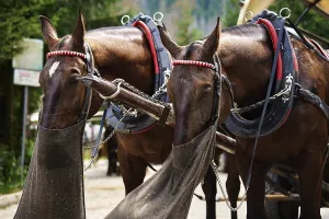Horse harness with cart in mountain forest