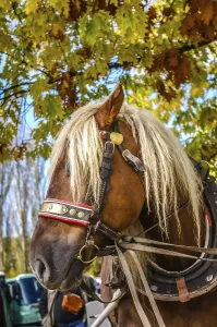 Horse harnessed to the carriage near Hluboka Castle