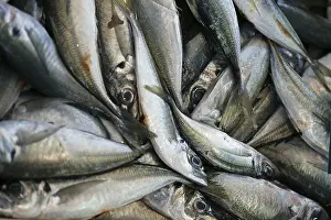Horse Mackerel, Horse Mackerel