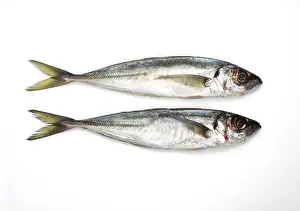 Horse mackerel, Horse mackerel