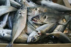 Horse Mackerel, Horse Mackerel