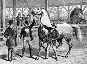 Horse market in Paris, France, historic wood engraving