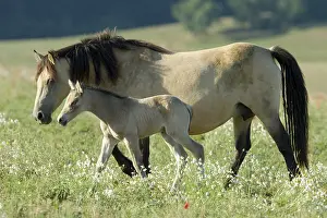Horse-Mix, German Riding Pony - Haflinger, Foal