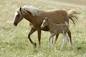 Horse-Mix, German Riding Pony - Haflinger, Foal